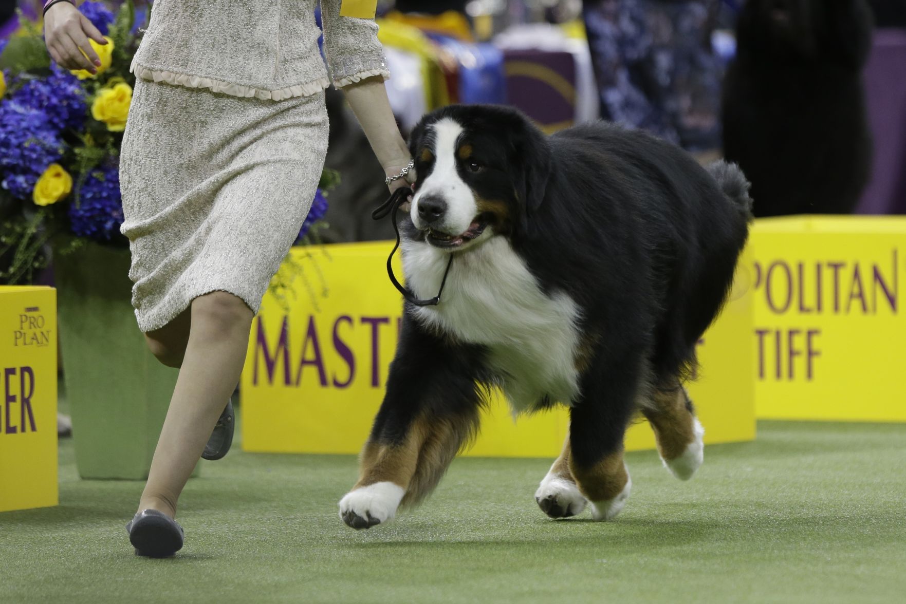 23. Bernese Mountain Dogs